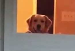 밖에 있는 주인을 발견한 댕댕이.......gif | 인스티즈