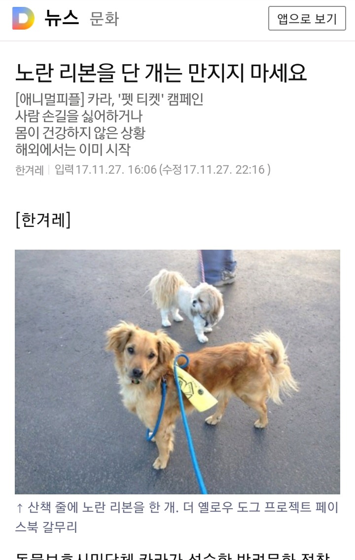 노란 리본을 단 개는 만지지 마세요 | 인스티즈