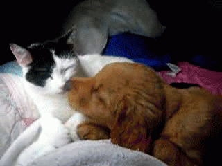 보기만 해도 행복한 댕댕이♥냥이 조합 | 인스티즈