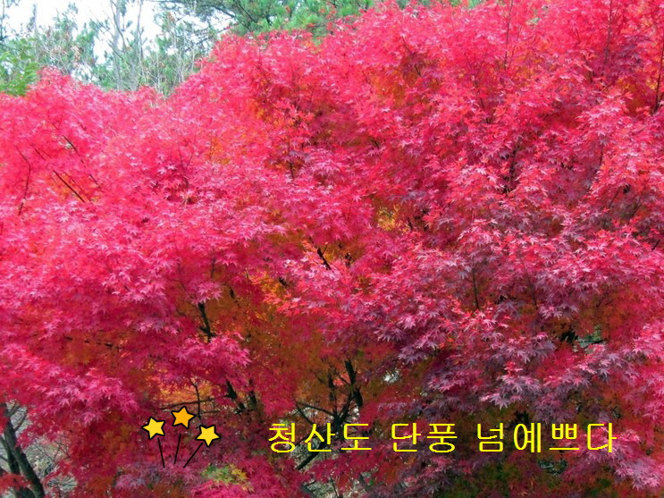 민들레여행사 이미지