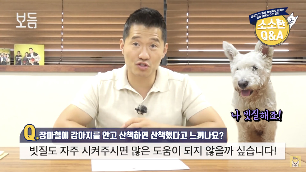 장마철에 강아지를 안고 산책하면 산책했다고 느끼나요?.jpg | 인스티즈