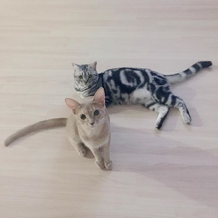 오늘자 고양이 생일파티 해준 전효성 ㅋㅋㅋㅋㅋㅋㅋㅋㅋ | 인스티즈
