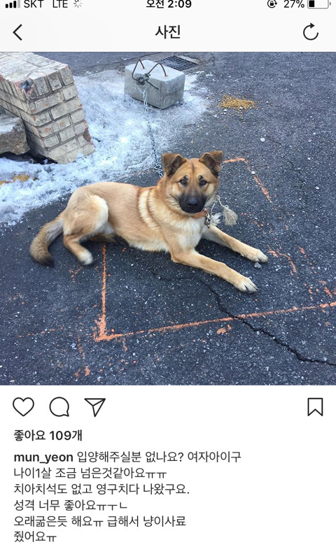 개고기로 팔려갈뻔 하자 도망쳐 탈출한 아이 임보나 입양 도와줘 | 인스티즈