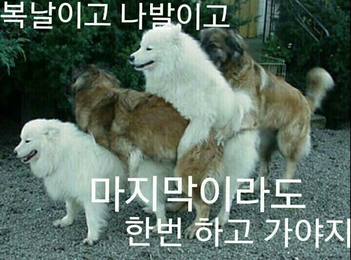 복 이미지