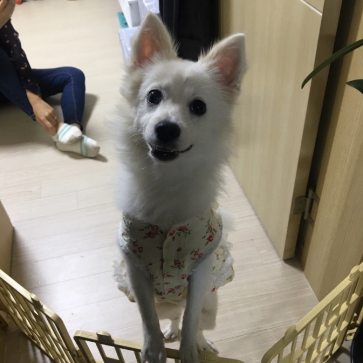 강아지의 다양한 표정을 같이 알아보자! | 인스티즈