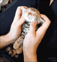 뱅갈 냥이🐱 | 인스티즈