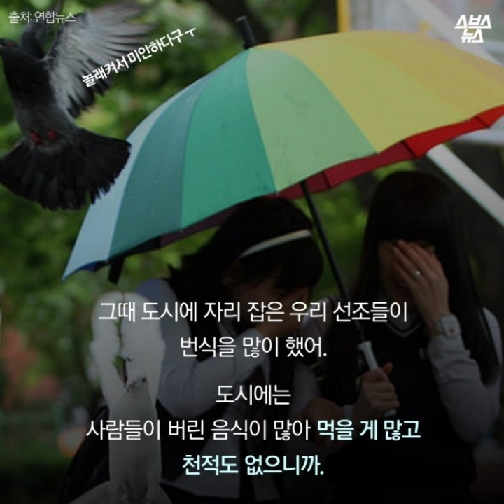 데려온 것도 인간이고 유해동물 취급도 인간이 하네-비둘기는 억울하다 | 인스티즈