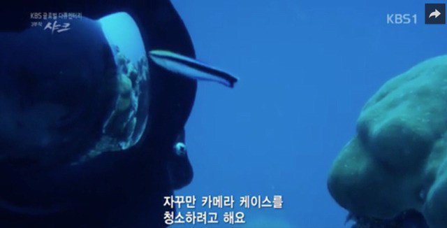 특유의 습성때문에 촬영하기가 어려운 어류.jpg | 인스티즈