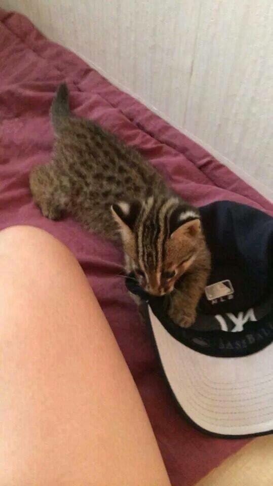  족보있는 고양이... | 인스티즈