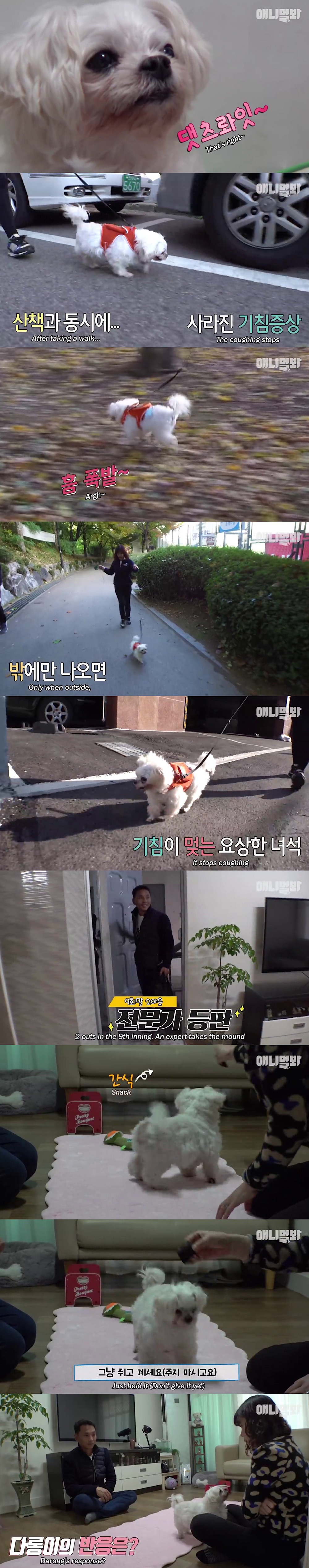 기침이 멎지 않는 개 다롱이 | 인스티즈