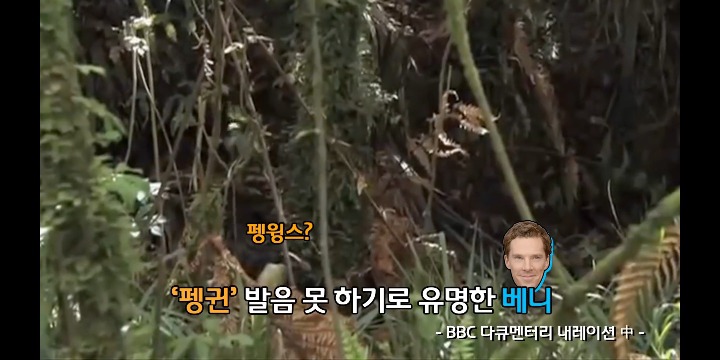 펭귄 발음 안 되는 베네딕트 컴버배치(닥터 스트레인지) | 인스티즈