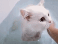 일반인은 잘 모르는 고양이 목욕시키기.gif | 인스티즈