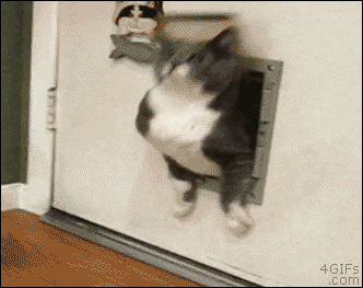 고양이 액체설의 증거들.gif | 인스티즈