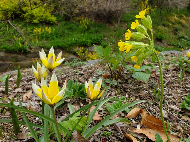 995DED4C5CBD0C990FC9C8