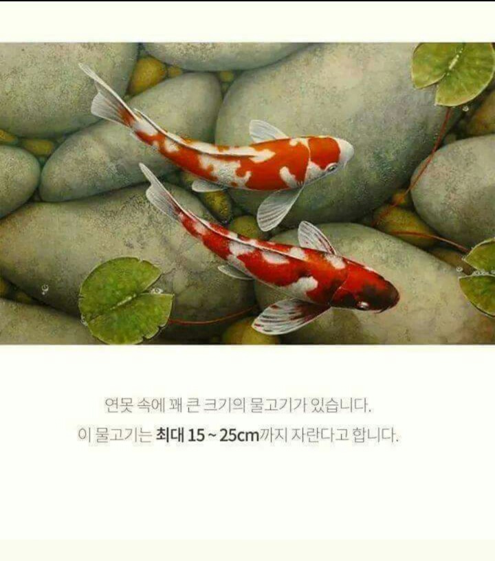 코이 이미지