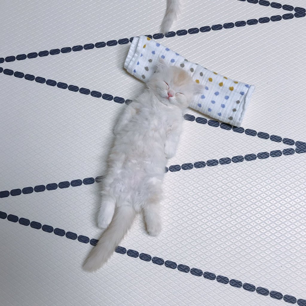 반듯하게 누워 자는 아기냥이 | 인스티즈