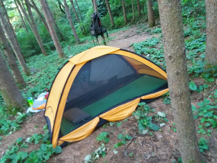 잣나무 숲 이미지
