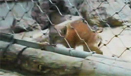 가출했다가 잡힌 아기 스라소니.gif | 인스티즈