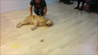 강아지도 가끔은 게으르다.gif | 인스티즈
