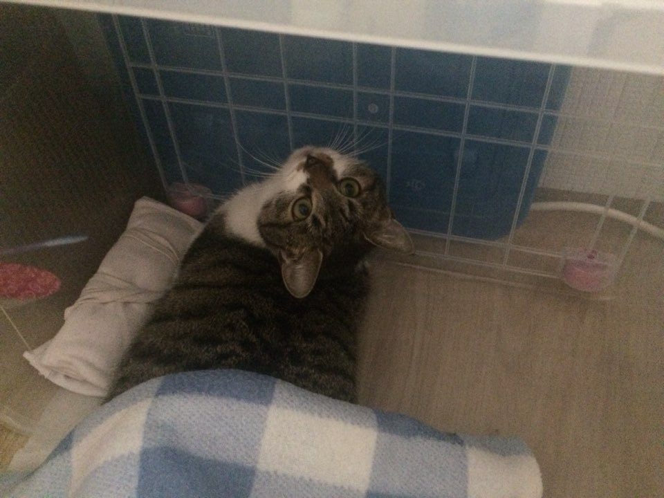 박스안에서 버려진채 떨고있던 고양이 쿠키를 도와주세요! +따뜻한 가족이되어줄 입양처를 찾습니다! | 인스티즈