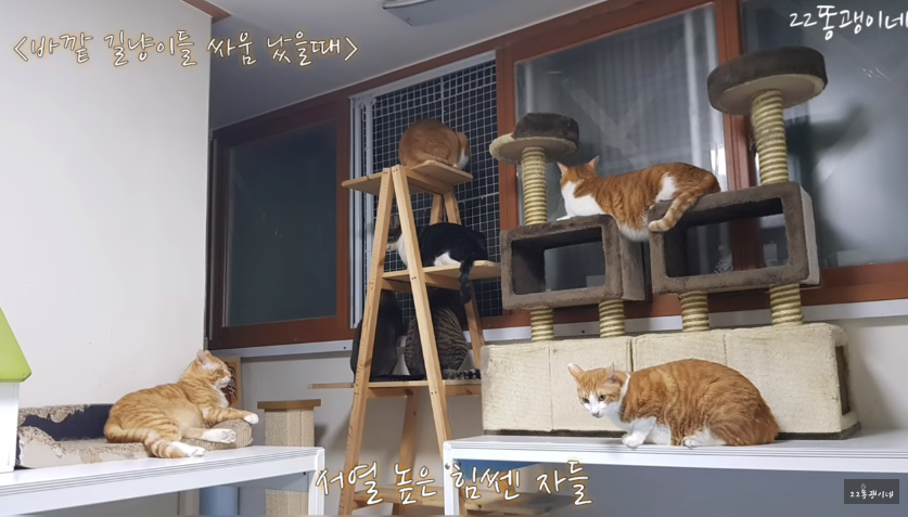 고양이 22마리 키우는 집에서 밖에 길냥이들이 싸움났을 때 반응 | 인스티즈
