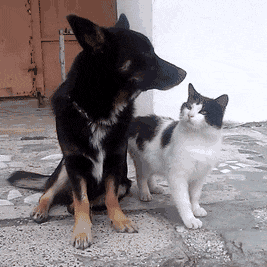 보기만 해도 행복한 댕댕이♥냥이 조합 | 인스티즈