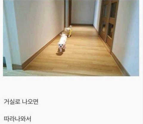 아무 이유없이 항상 나를 좋아해주는 유일한 생명체.jpg | 인스티즈