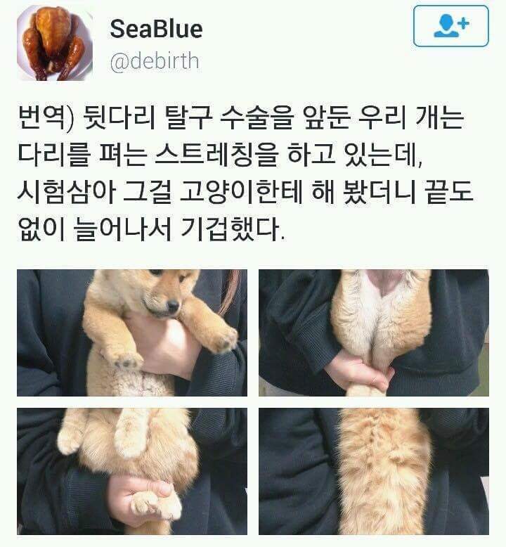 강아지 스트레칭을 고양이에게 시켜보았다.jpg | 인스티즈