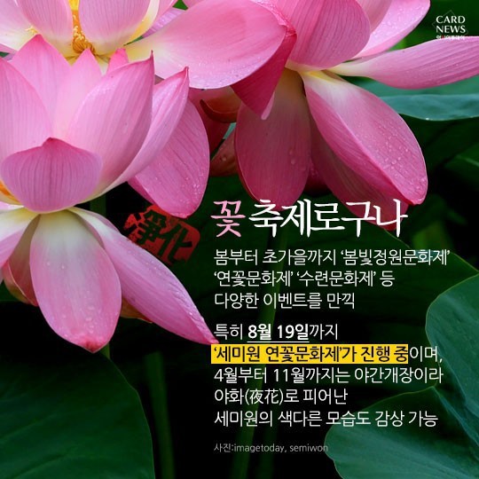 연꽃세상 이미지
