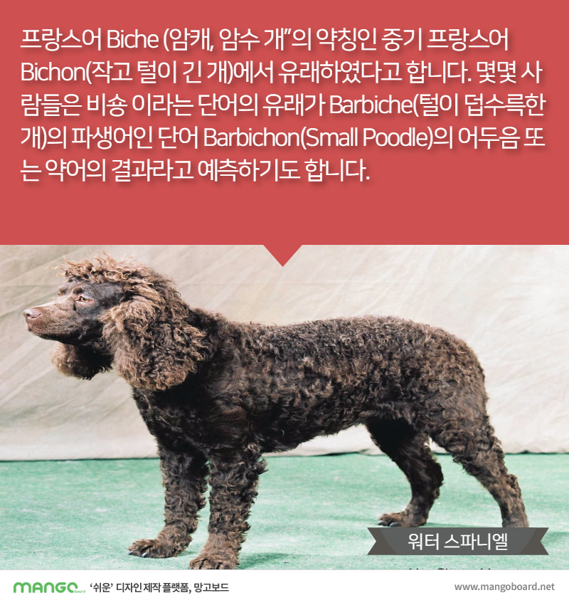 [견종정보] 비숑 프리제 이야기 | 인스티즈