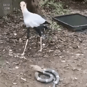 뱀들의 천적이라는 맹금류 .gif | 인스티즈