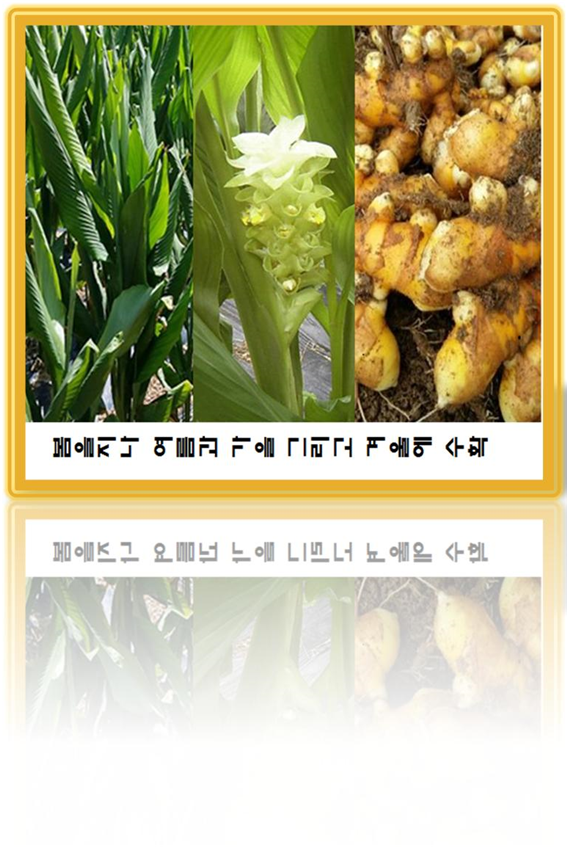 진도울금 이미지