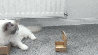 더 좁고 작은 상자를 추구하는 것이 고양이의 도리.gif | 인스티즈