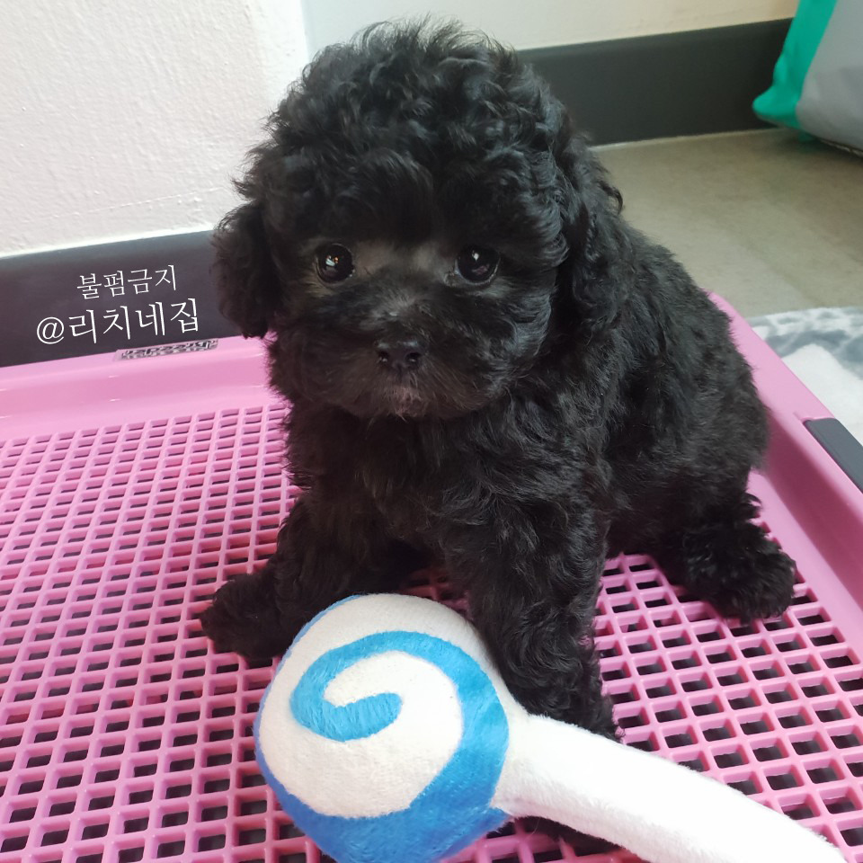 실버리치 이미지