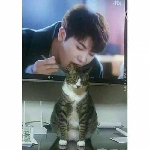 냥이의 위치선정.jpg | 인스티즈