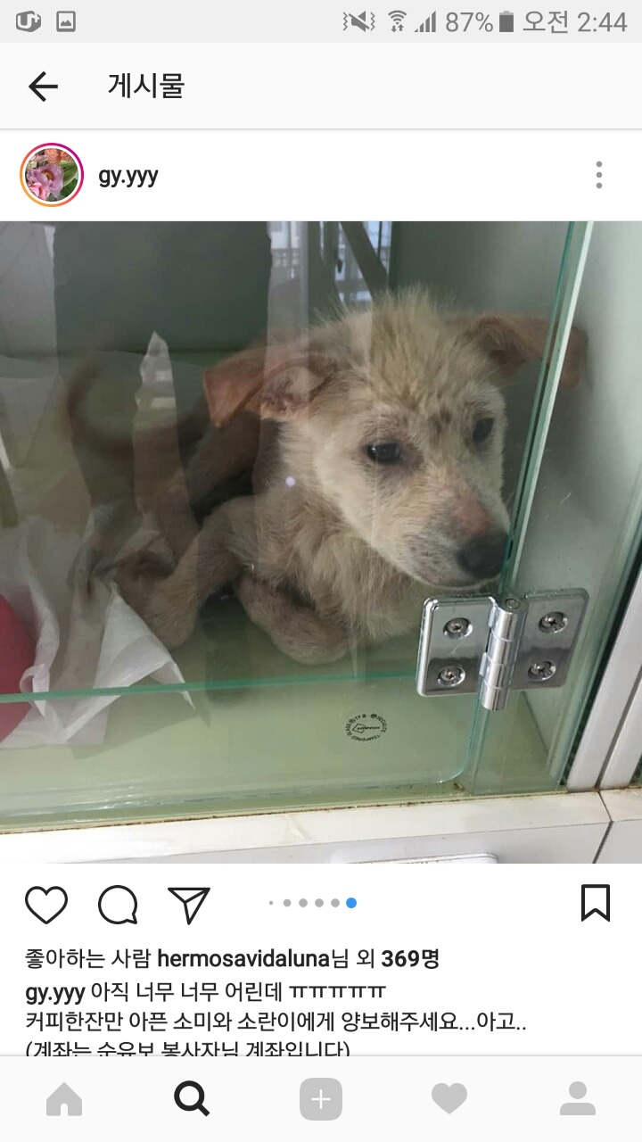 피부가 다 벗겨진 강아지 좀 도와주면 안될까? 소액후원도 정말 괜찮아 | 인스티즈