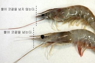 대하 이미지