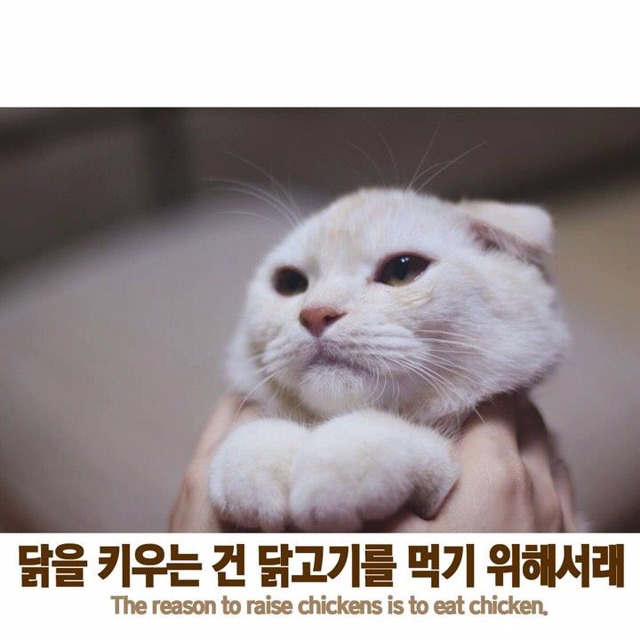 엄마가 나를 키우는 이유 고양이 Ver | 인스티즈