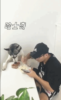 밥 엎어버리는 개 | 인스티즈