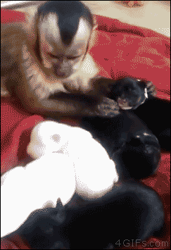 강아지 돌보는 원숭이 .gif | 인스티즈