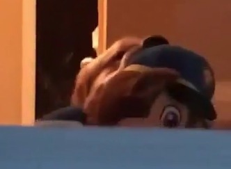 밖에 있는 주인을 발견한 댕댕이.......gif | 인스티즈