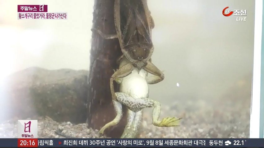 외래종 퇴치를 위한 최종병기 투입.jpg | 인스티즈