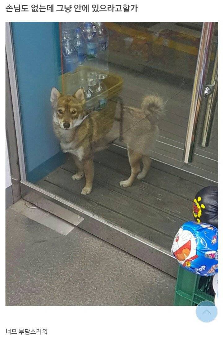 편의점에 찾아온 댕댕이.JPG | 인스티즈