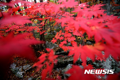 사진기자들이 포착한 2017년 단풍들.jpg | 인스티즈