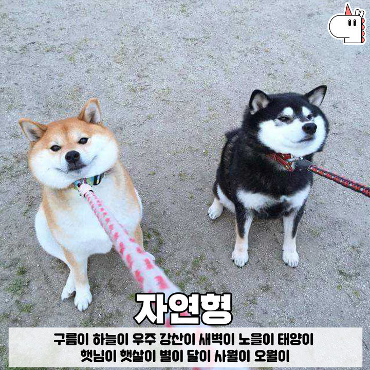 우리집 댕댕이는 곡물형! 유형별로 보는 강아지 이름♥ | 인스티즈