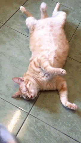 고양이 깨우기.gif | 인스티즈