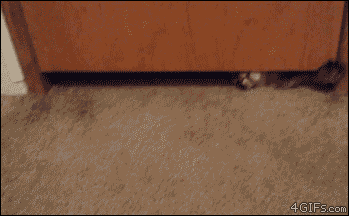 고양이 액체설의 증거들.gif | 인스티즈