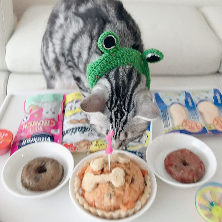 오늘자 고양이 생일파티 해준 전효성 ㅋㅋㅋㅋㅋㅋㅋㅋㅋ | 인스티즈