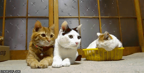 고양이 움짤 | 인스티즈