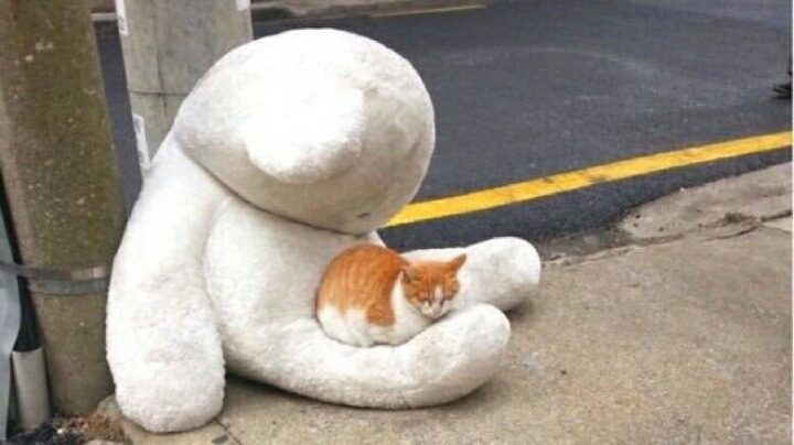 길냥이의 친구가 되어준 곰도리.jpg | 인스티즈